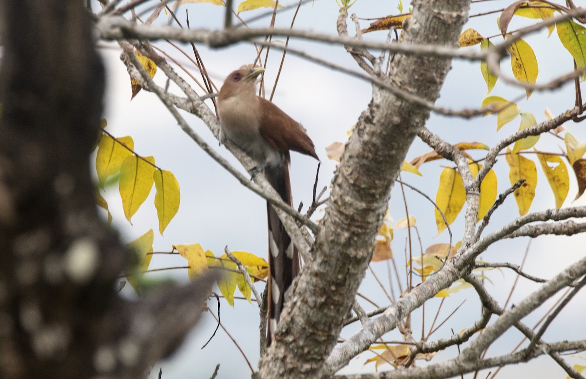Common Squirrel-Cuckoo - ML646632453