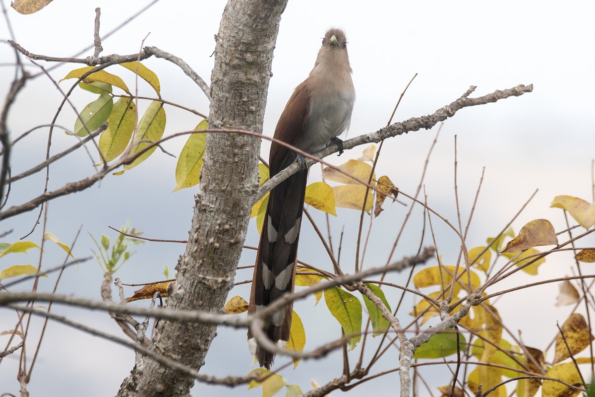 Common Squirrel-Cuckoo - ML646632454