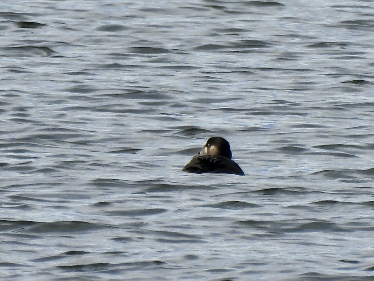 Surf Scoter - ML646632455
