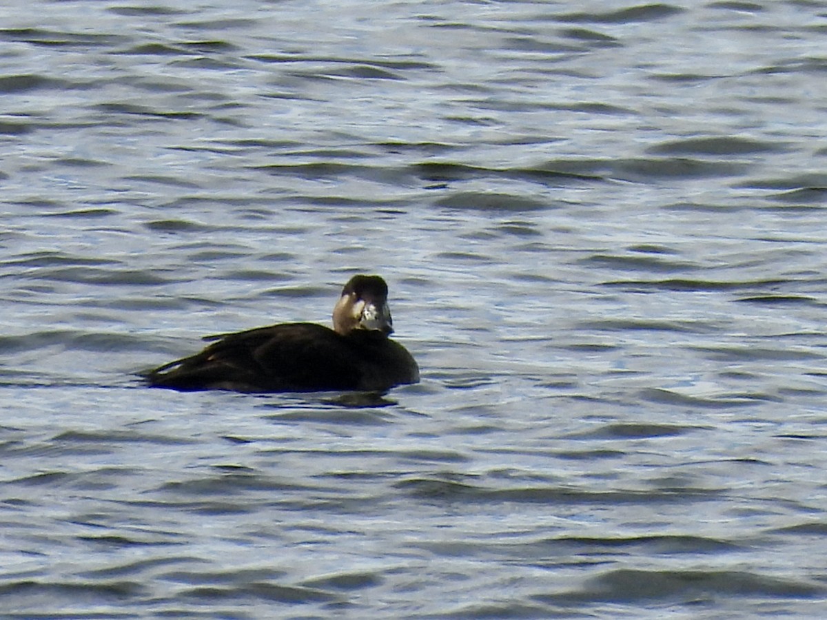Surf Scoter - ML646632456