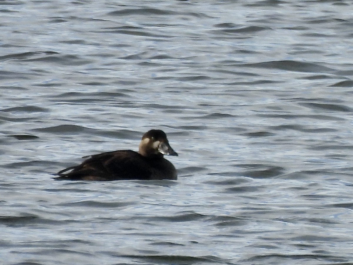 Surf Scoter - ML646632457