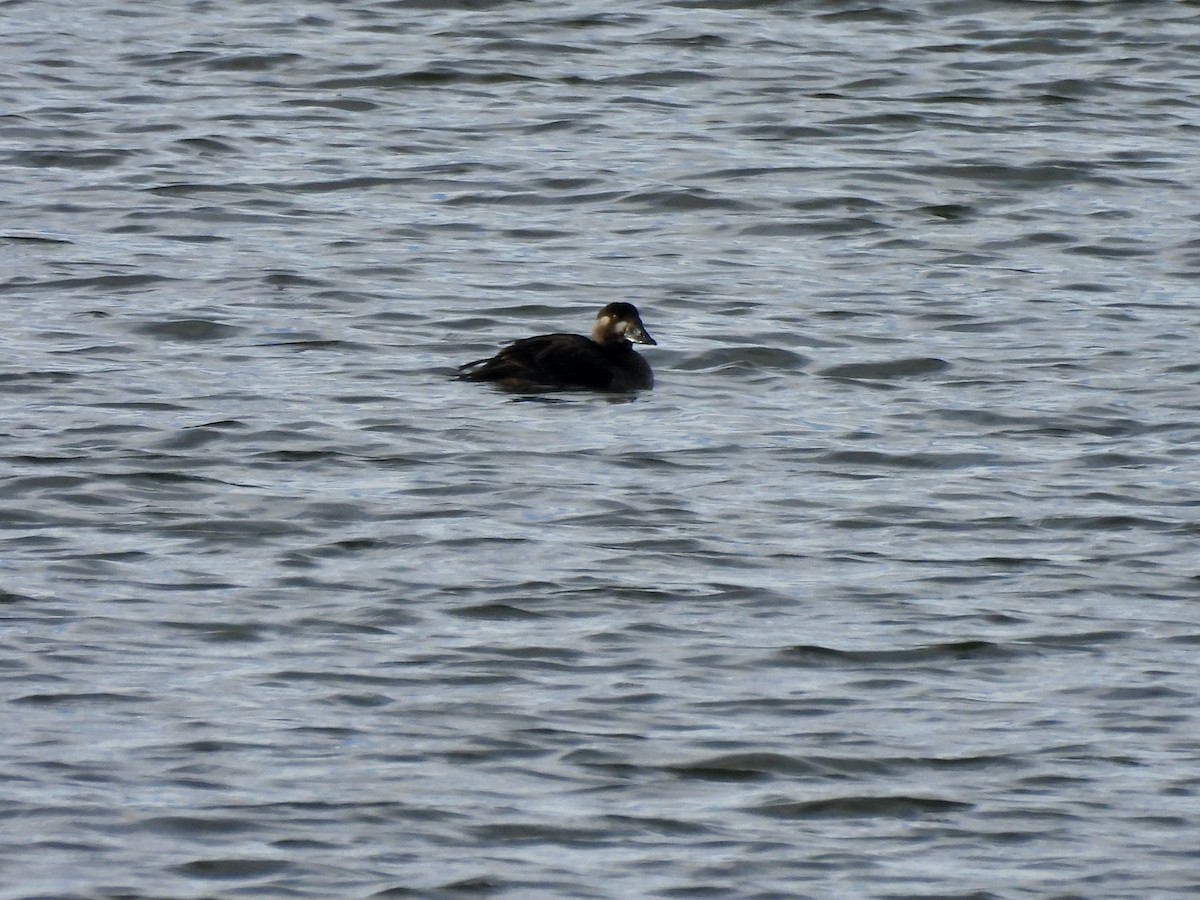 Surf Scoter - ML646632458