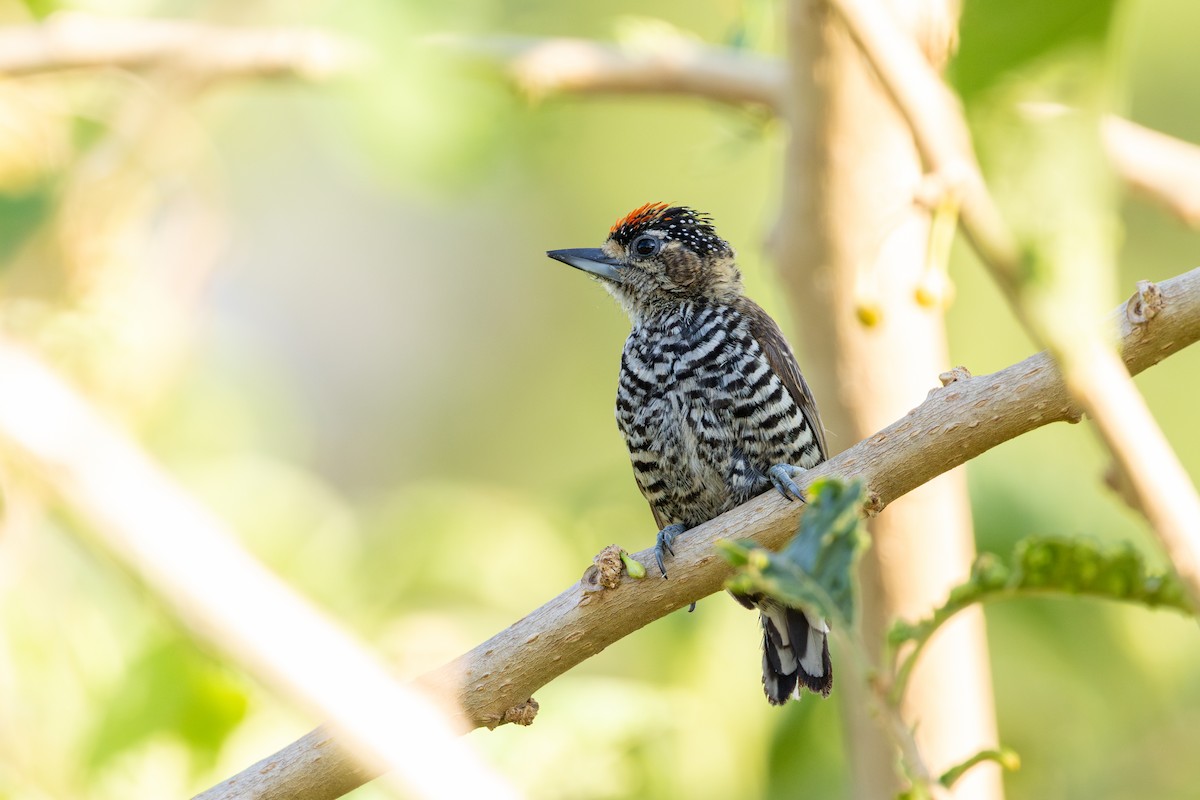 White-barred Piculet - ML646632459