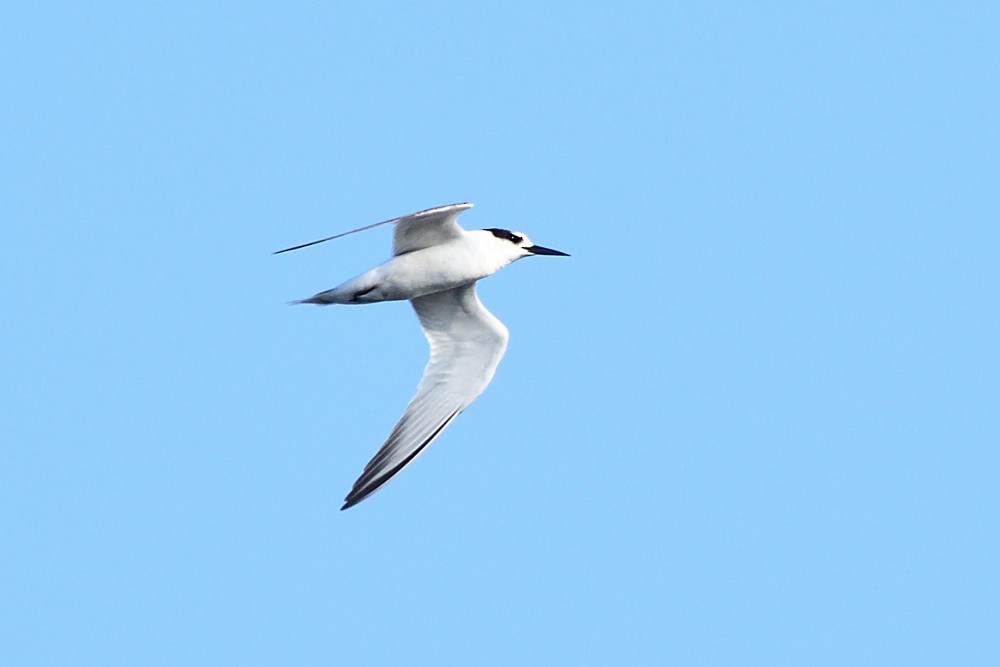 Zwergseeschwalbe - ML646632460