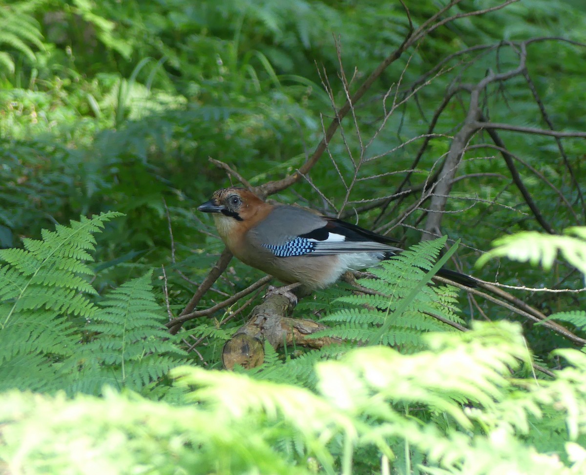 カケス - ML646632467