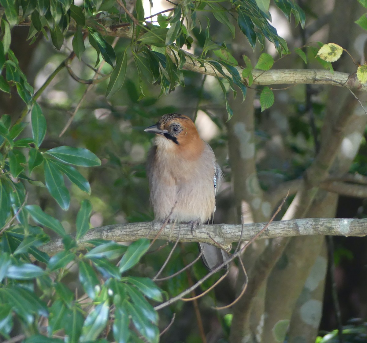 カケス - ML646632468