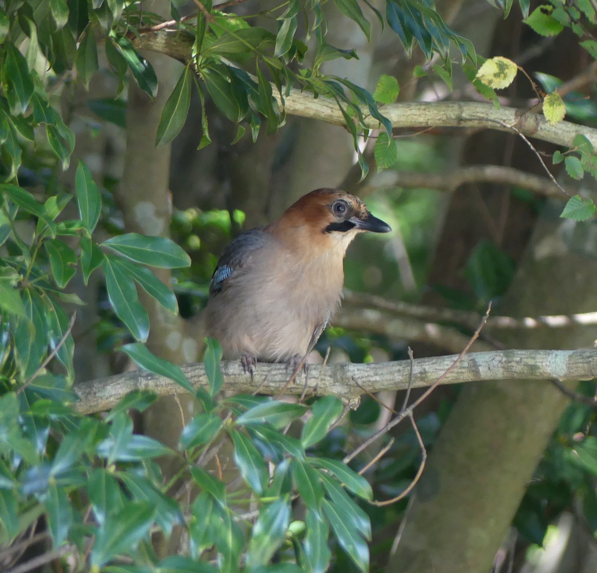 カケス - ML646632469