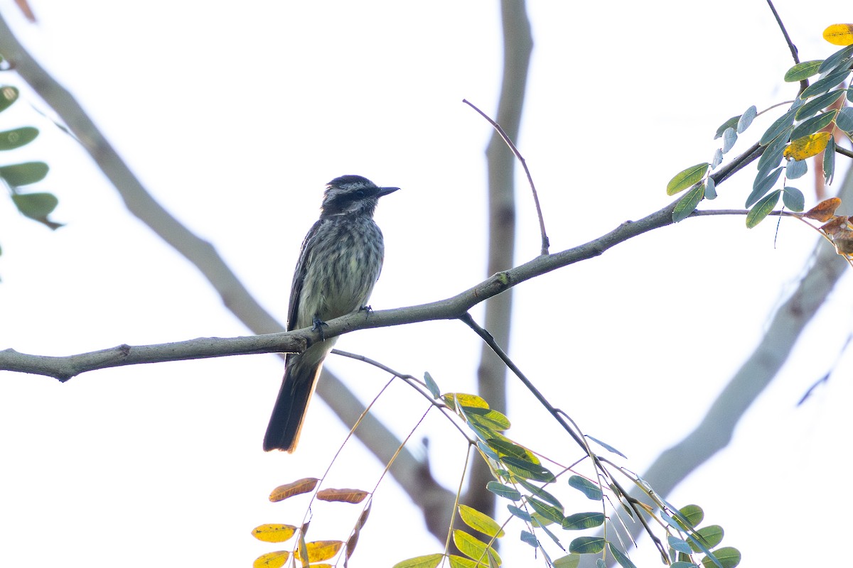 Variegated Flycatcher - ML646632470