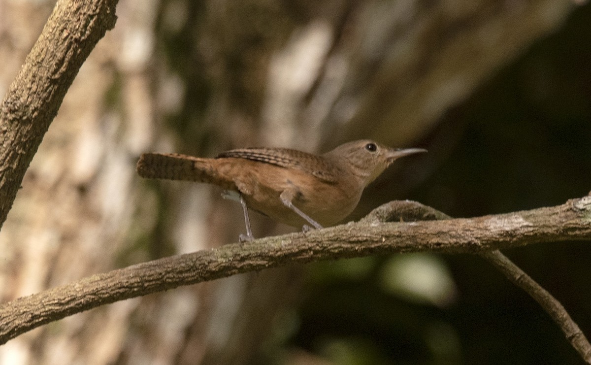 Southern House Wren (cis-Andean) - ML646632473