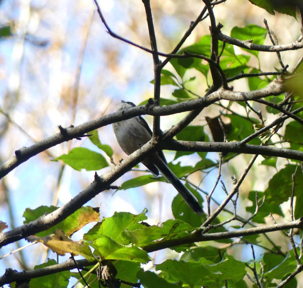 エナガ - ML646632475