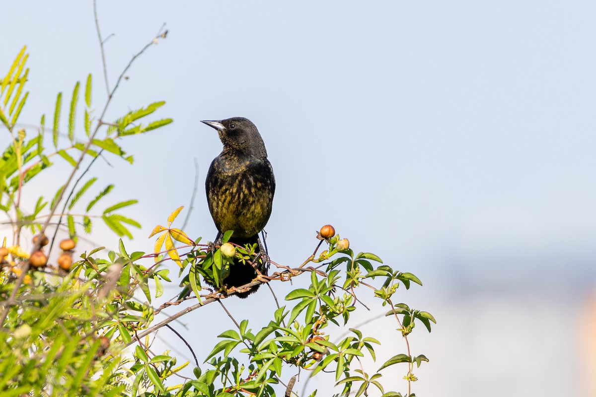 Varillero Negro - ML646632476