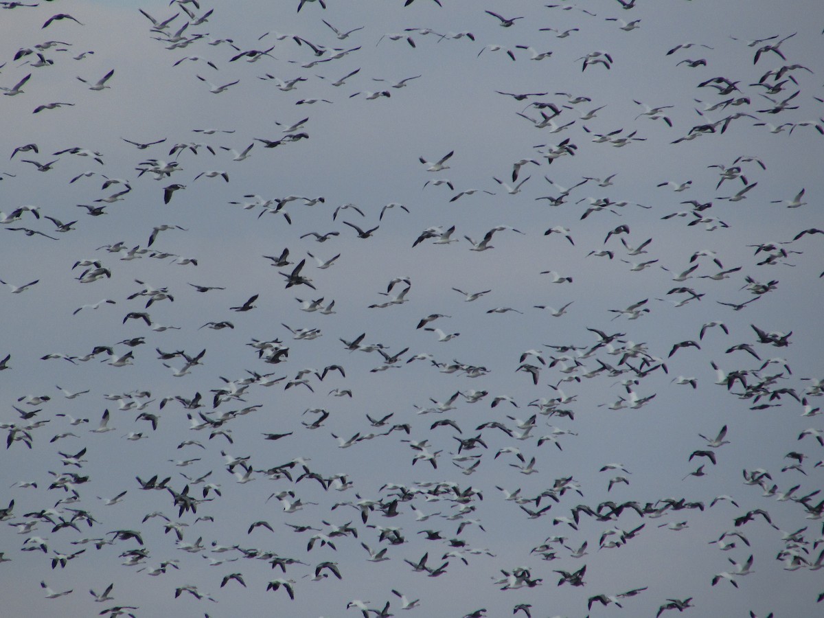 Ánsar Nival - ML646632477