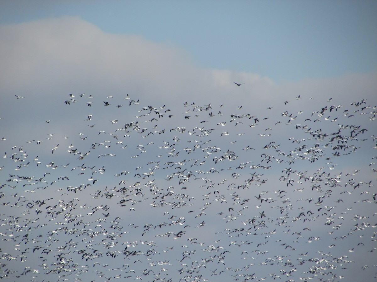 Ánsar Nival - ML646632478