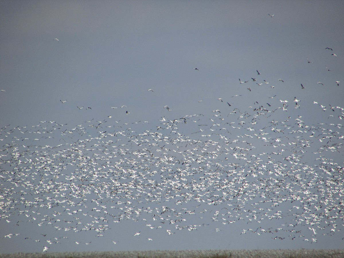 Ánsar Nival - ML646632479