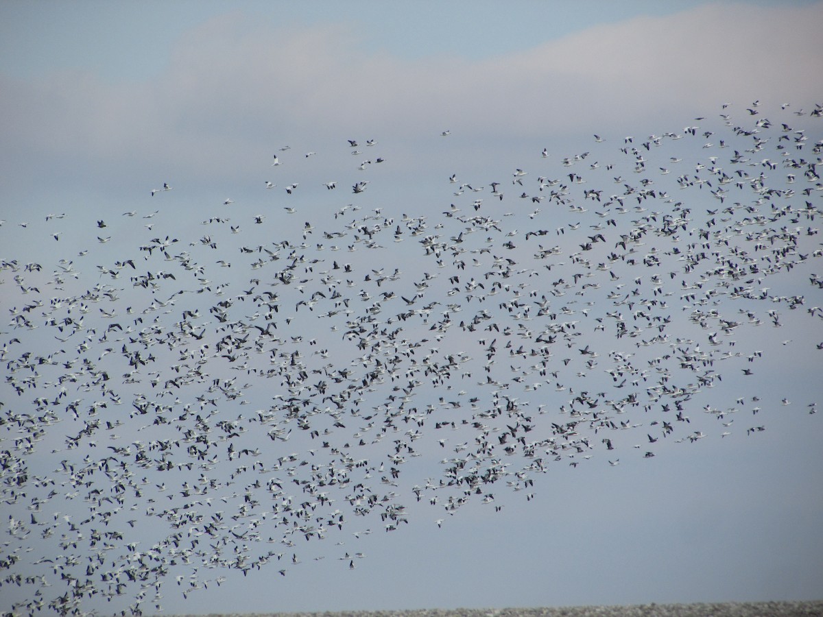 Ánsar Nival - ML646632480