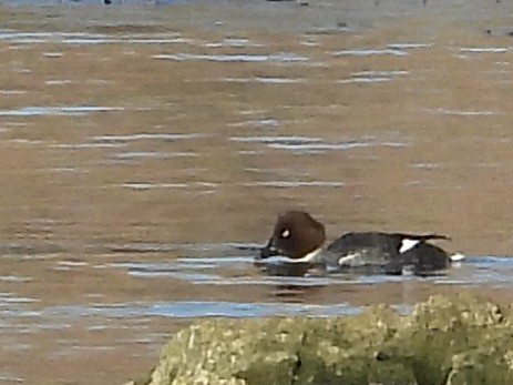 Porrón Osculado - ML646632481