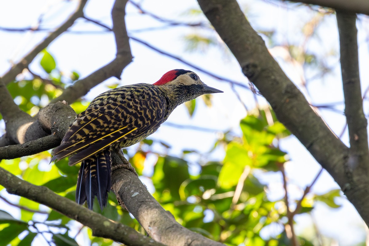 Carpintero Real - ML646632482