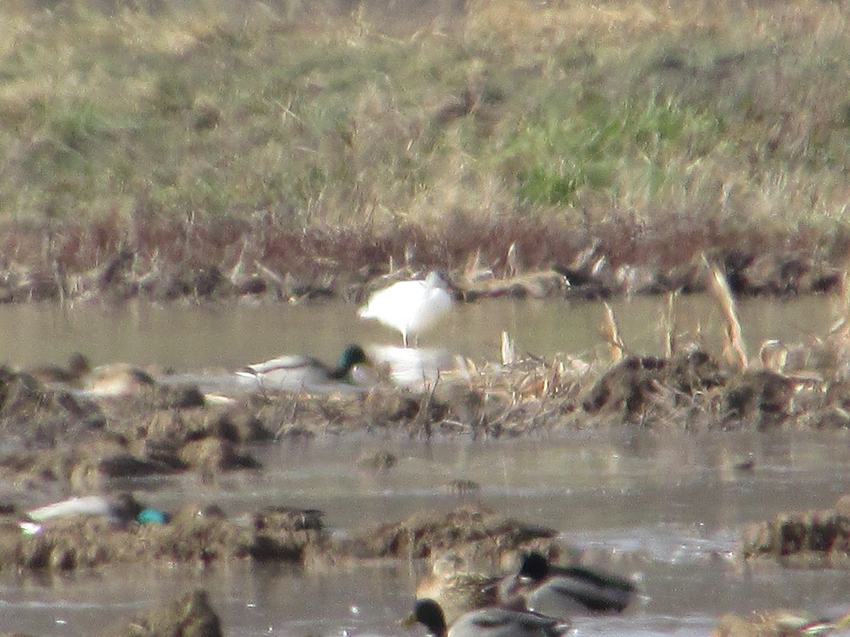 Ánsar de Ross - ML646632486