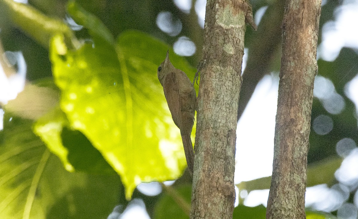 Trepatroncos Oliváceo (reiseri) - ML646632487