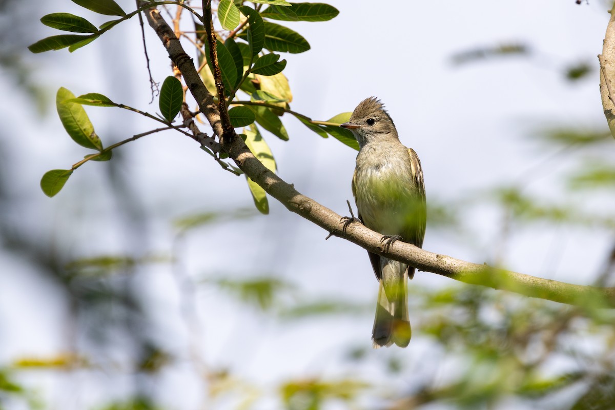 Fiofío Grande - ML646632488