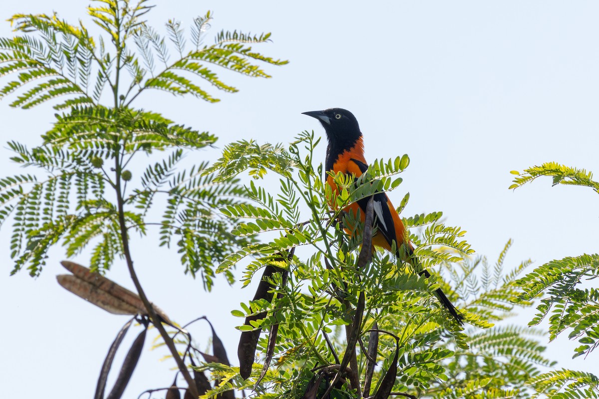 Turpial Brasileño - ML646632490