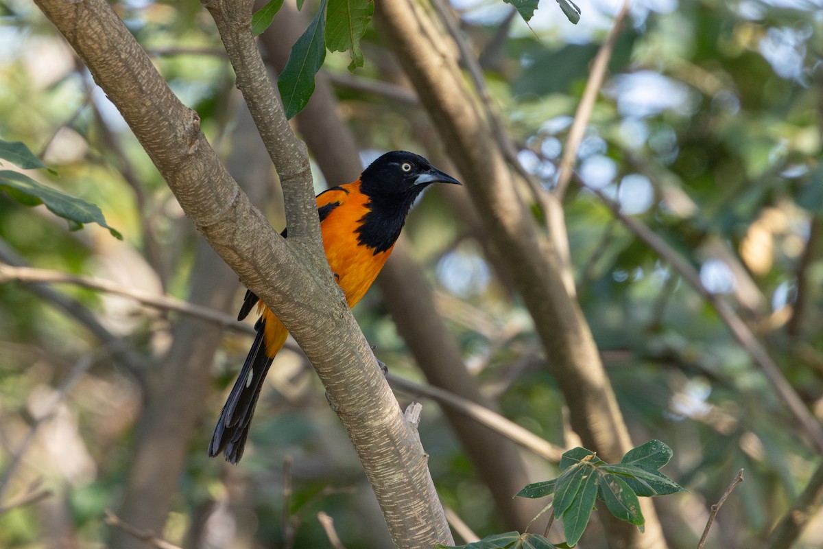 Turpial Brasileño - ML646632491