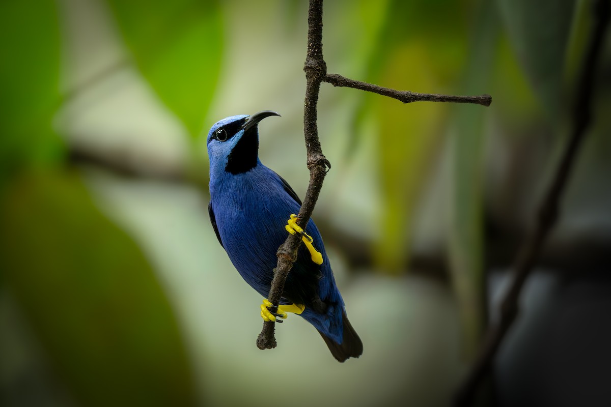 Mielerito Cerúleo - ML646632492