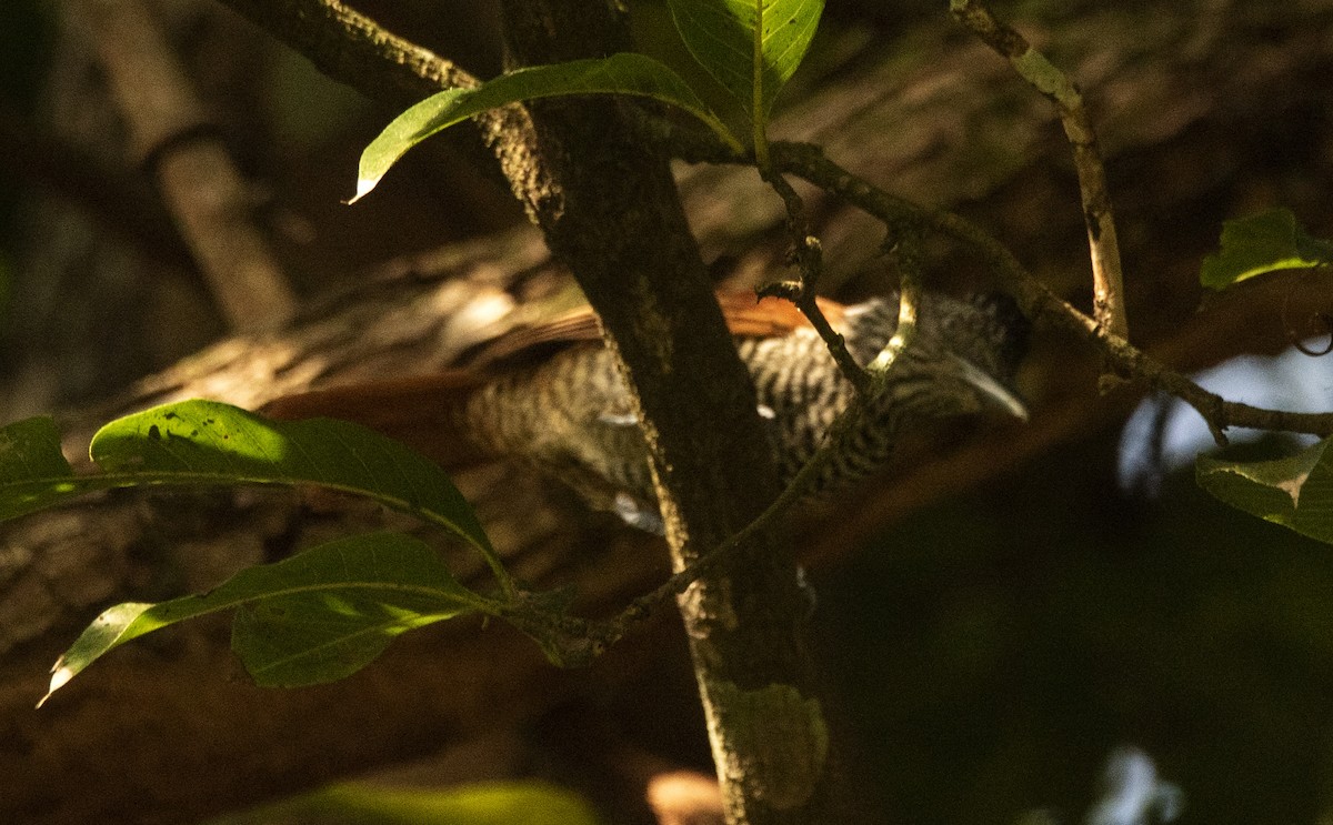 Batará Dorsicastaño - ML646632493