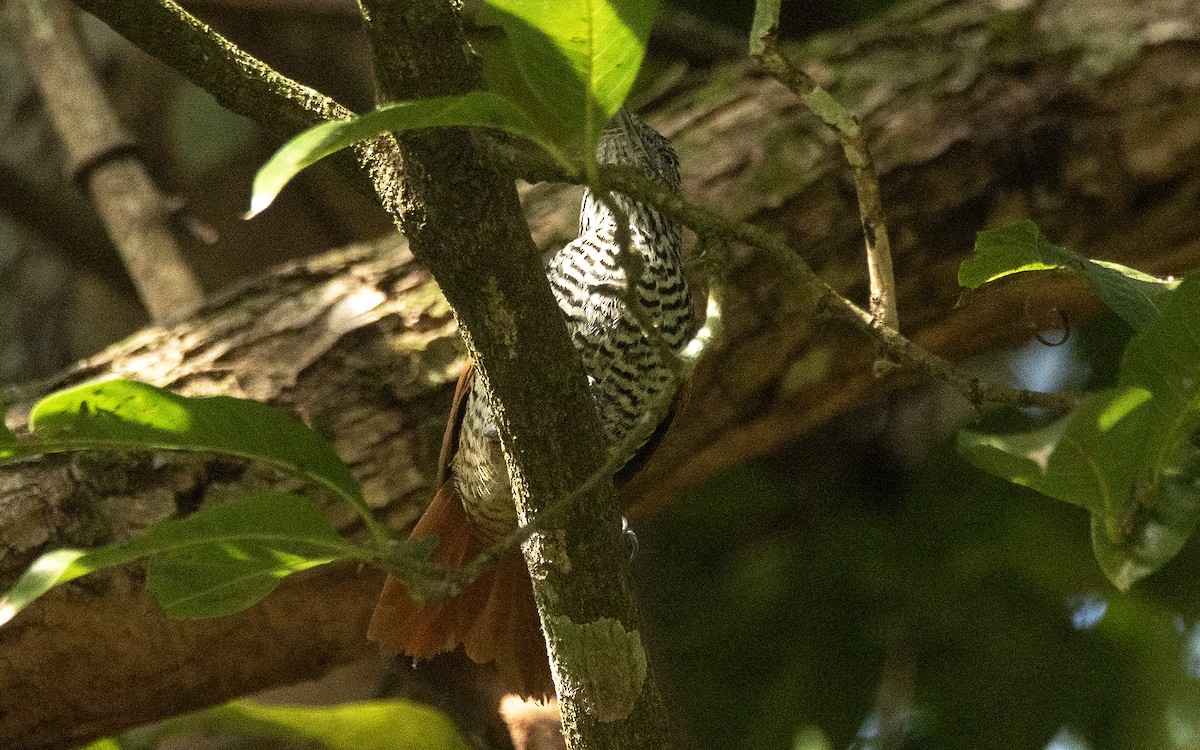 Batará Dorsicastaño - ML646632494