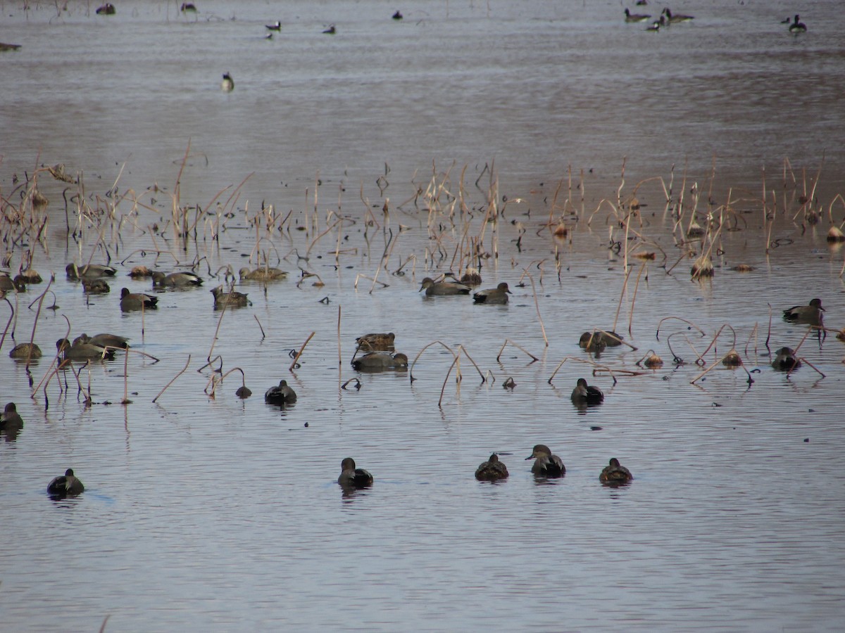 Ánade Friso - ML646632495