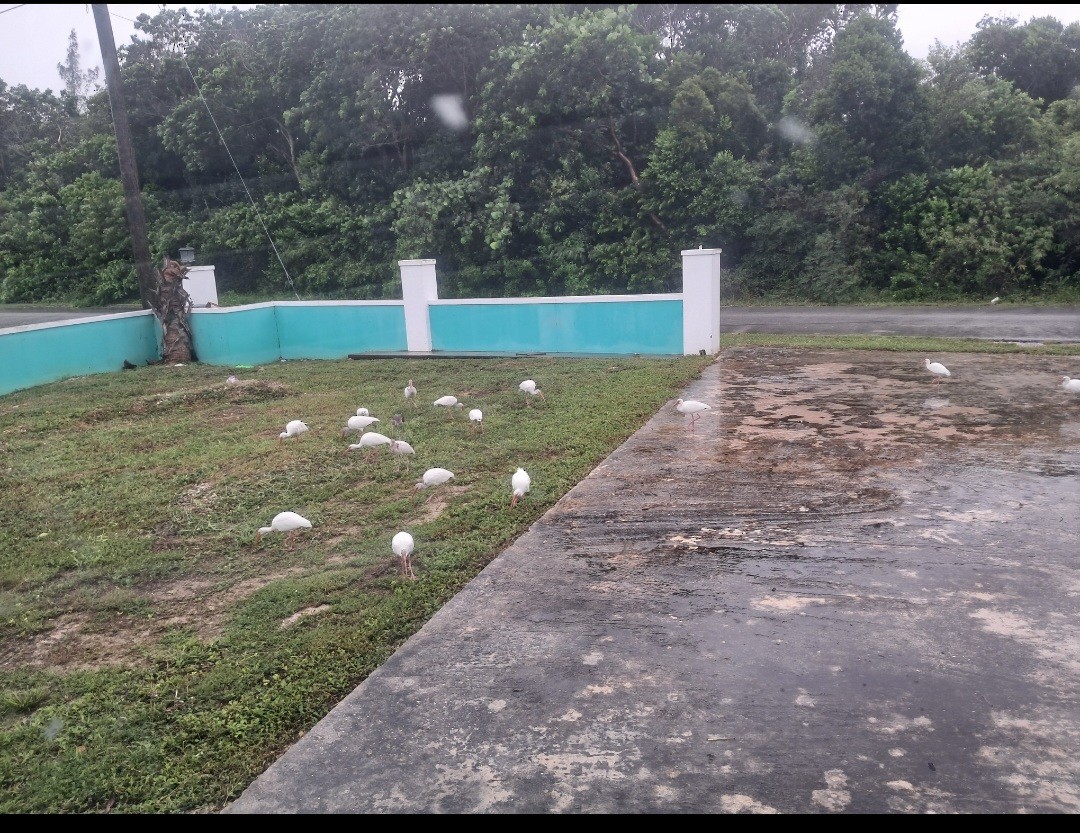 Corocoro Blanco - ML646632503