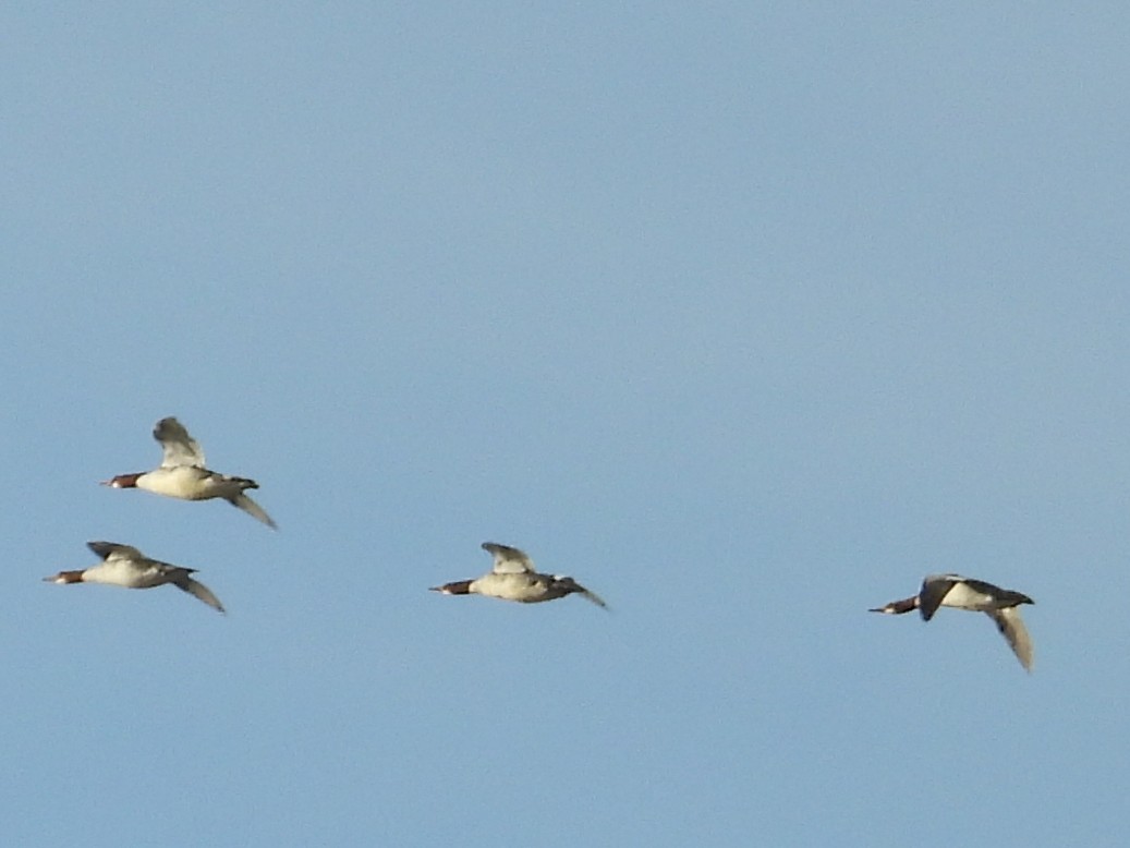 Serreta Grande - ML646632504