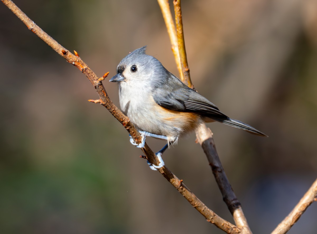 Herrerillo Bicolor - ML646632505