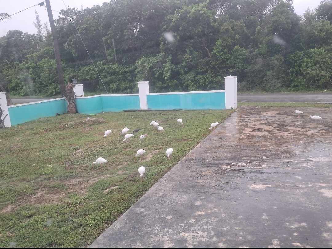 Corocoro Blanco - ML646632506