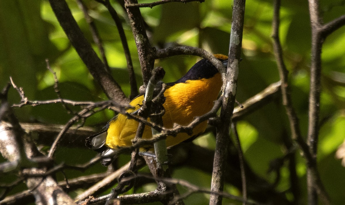 Eufonia Violácea - ML646632507