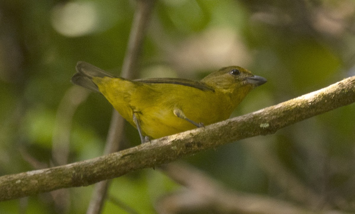 Eufonia Violácea - ML646632508