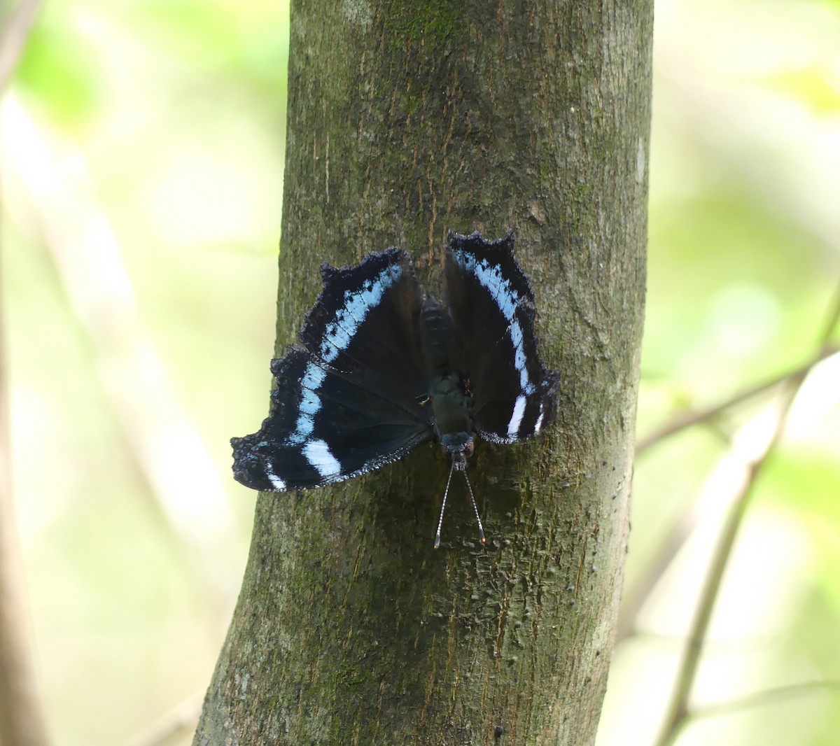 ルリタテハ - ML646632509