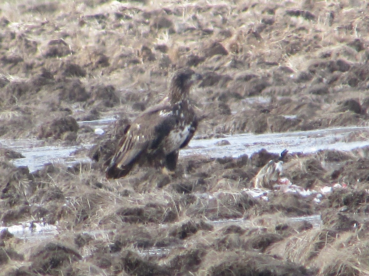 Pigargo Americano - ML646632510