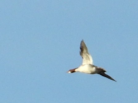 Serreta Grande - ML646632511