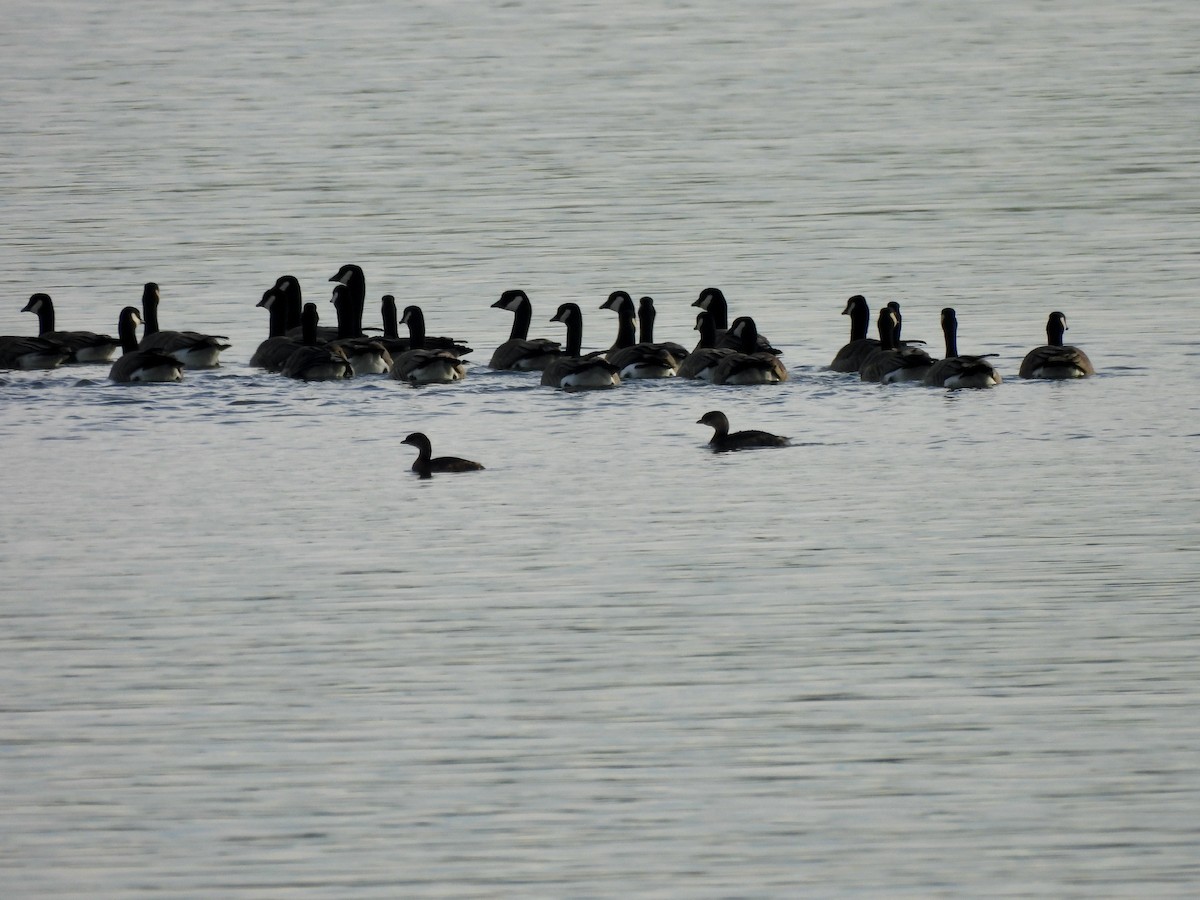 Zampullín Picogrueso - ML646632512