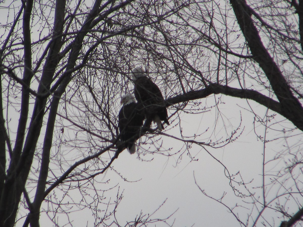 Pigargo Americano - ML646632516