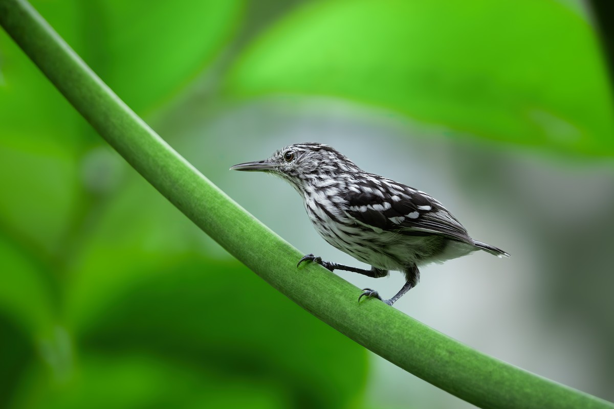 Hormiguerito del Pacífico - ML646632517