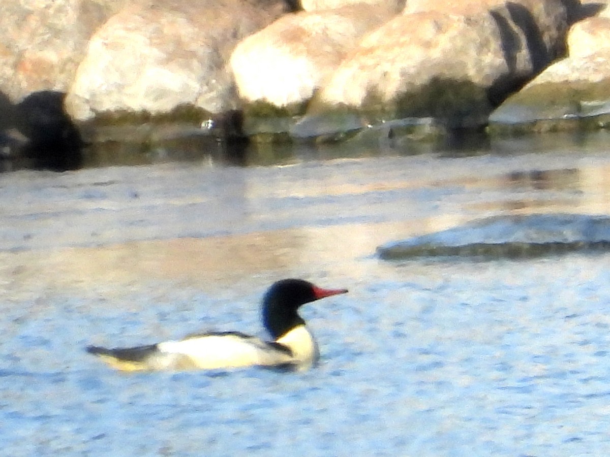 Serreta Grande - ML646632518