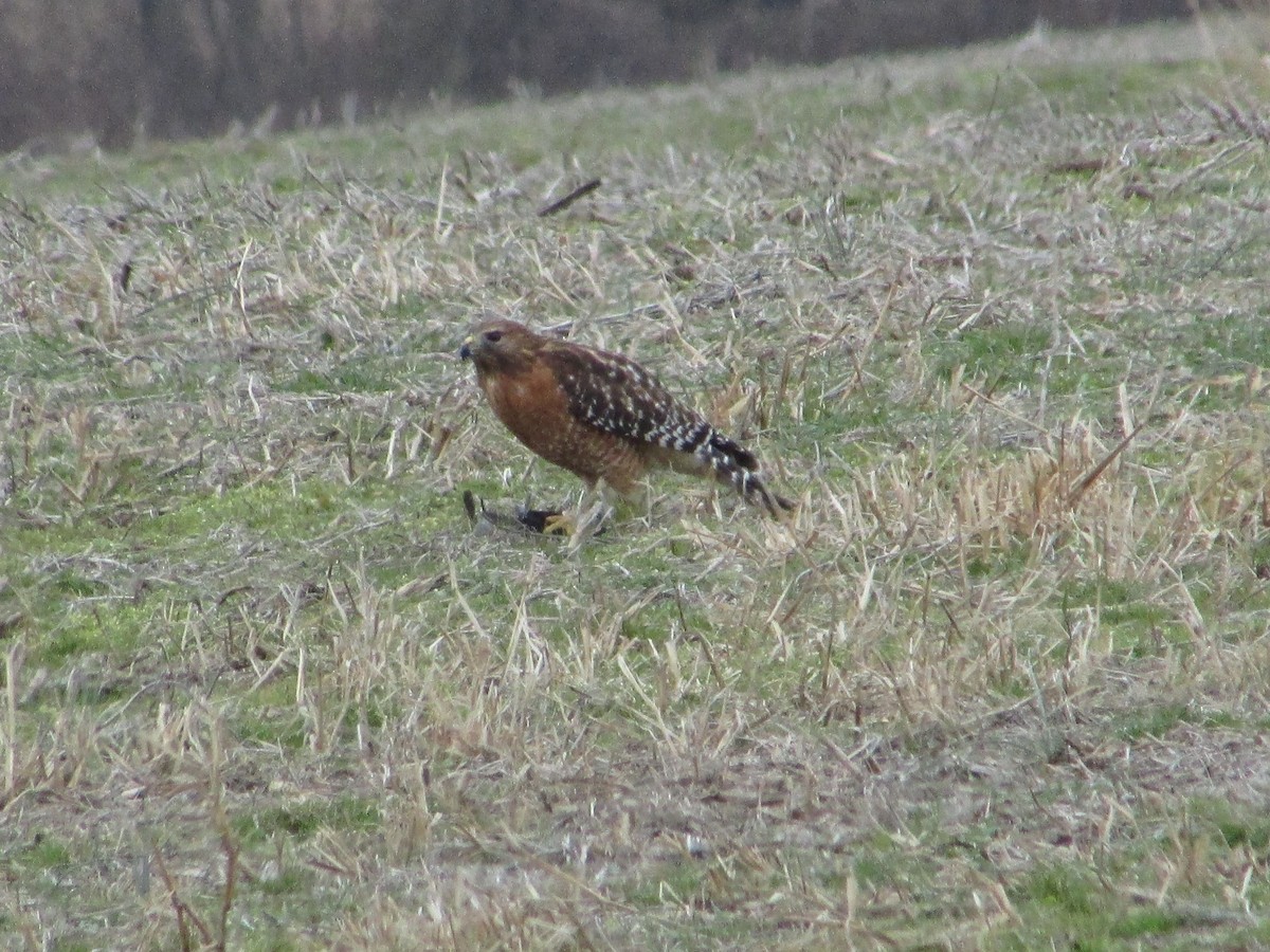 Red-shouldered Hawk - ML646632520