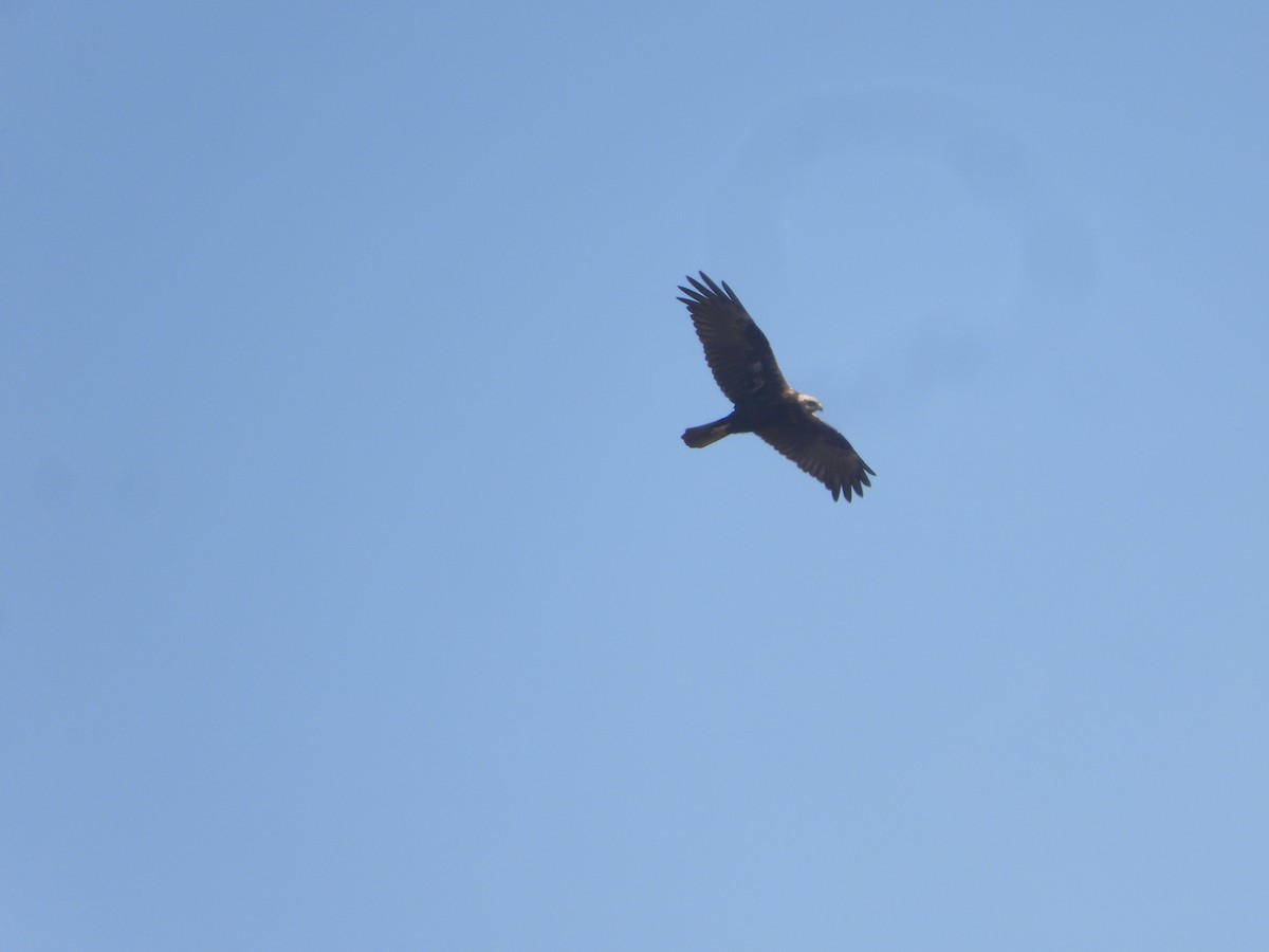 Saz Delicesi - ML646632521