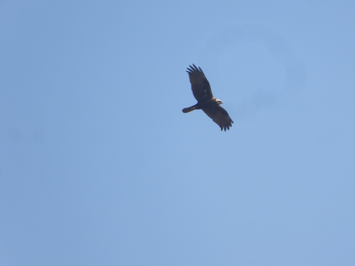 Saz Delicesi - ML646632523