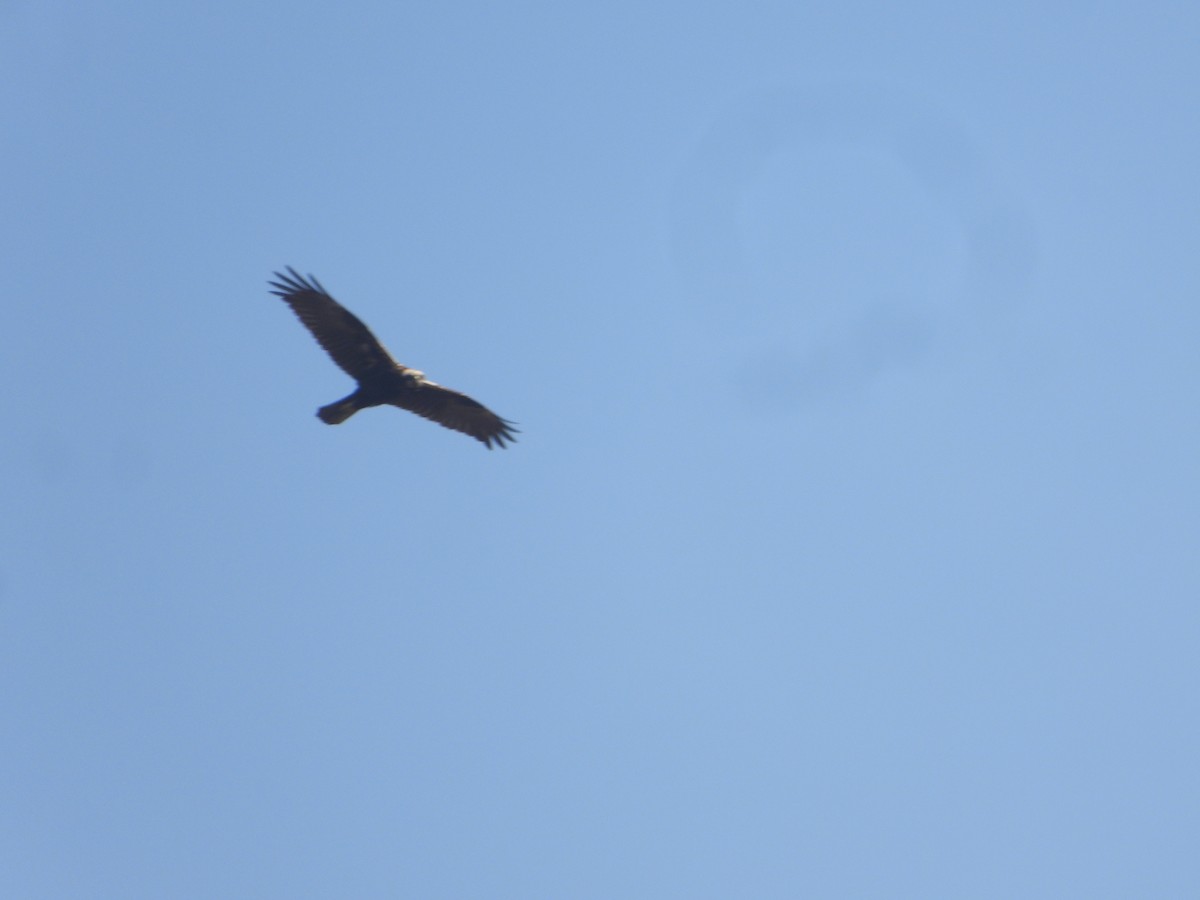 Saz Delicesi - ML646632524