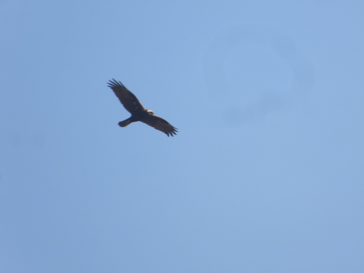 Saz Delicesi - ML646632525