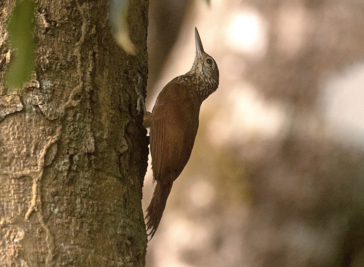 Straight-billed Woodcreeper - ML646632531