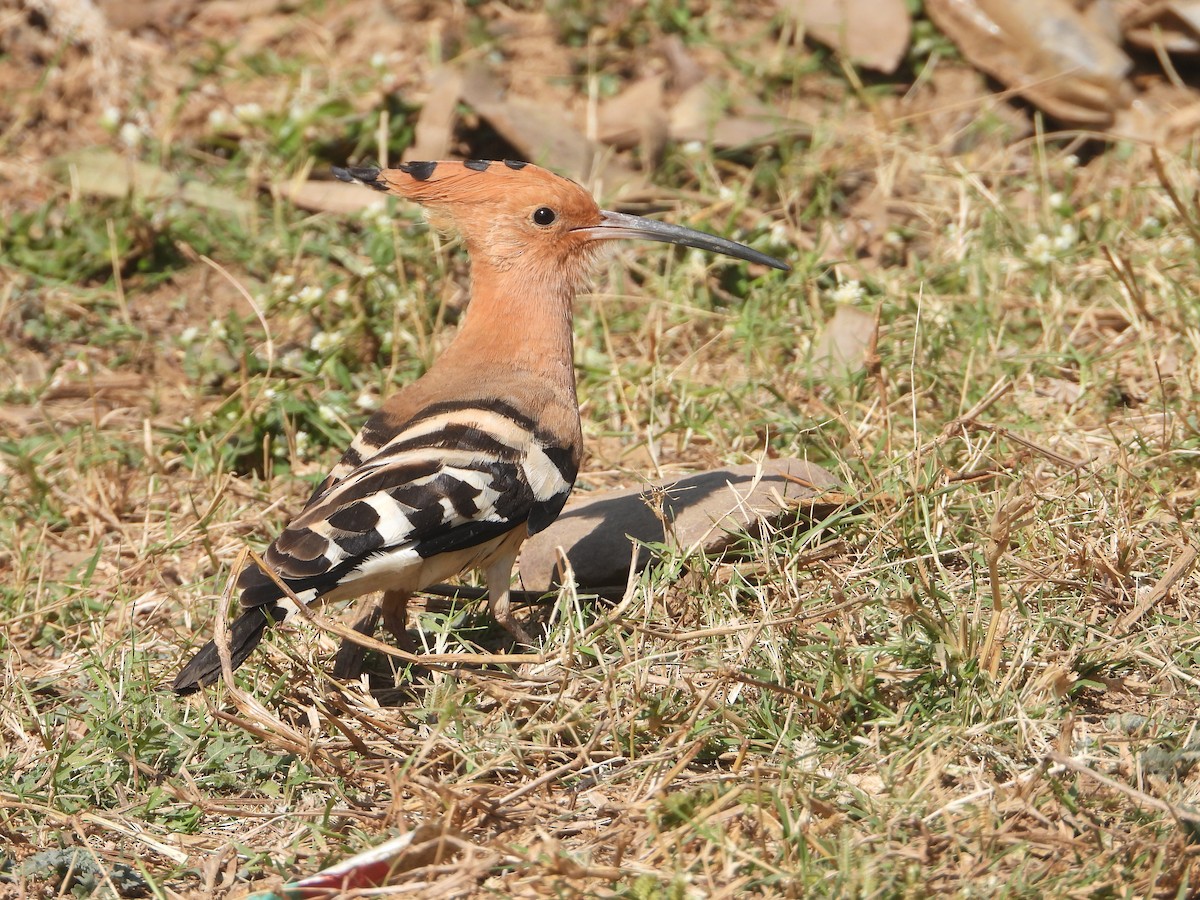 İbibik - ML646632534